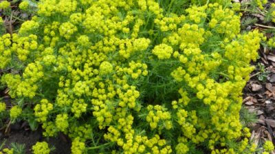 Euphorbia cyparissias