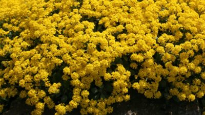 Aurinia saxatilis 'Goldkugel'