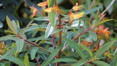 Euphorbia griffithii 'Fireglow'