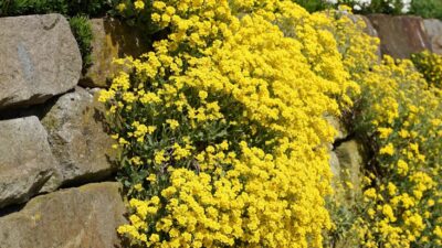 Aurinia saxatilis 'Sulphureum'