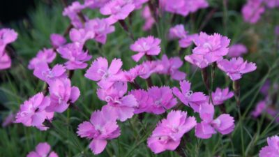 Dianthus gratianop. 'Eydangeri'