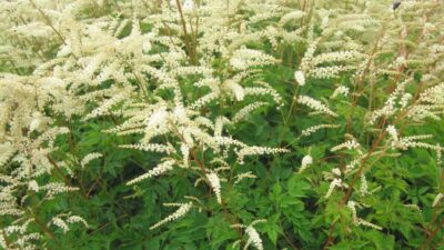 Aruncus aethusifolius 'Johannifest'