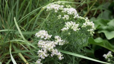 Pycnanthemum tenuifolium
