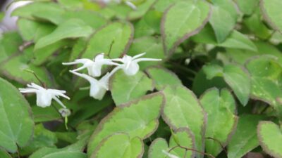Epimedium grandiflorum 'Nanum'