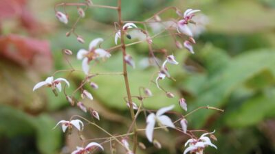 Epimedium pubescens 'Blütentanz'
