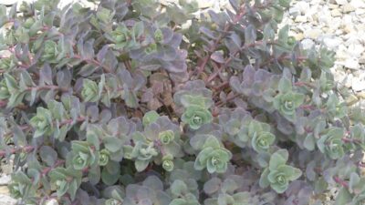 Sedum cauticola 'Bertram Anderson'