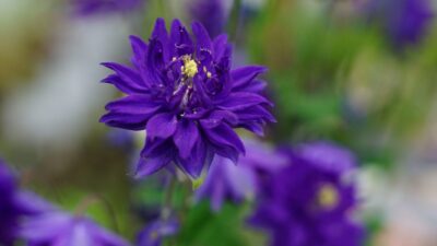Aquilegia x cult. 'Blue Barlow'