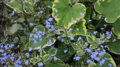 Brunnera macr. 'Hadspen Cream'