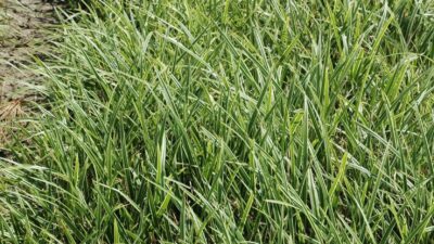 Carex foliosissima 'Ice Dance'