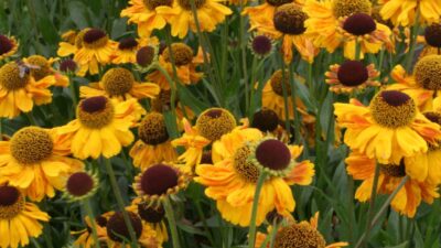 Helenium x cult. 'Wyndley'