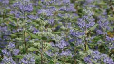 Caryopteris x cland. 'Blaue Donau'
