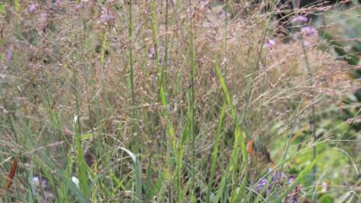 Panicum virgatum 'Shenandoah'