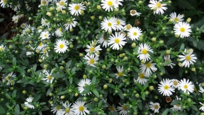 Aster ageratoides 'Ashvi'