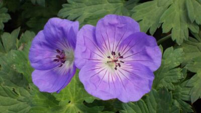 Geranium wallichianum 'Rozanne' ®
