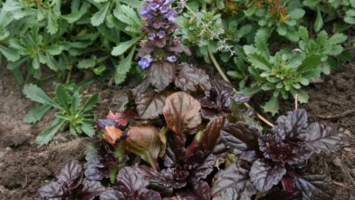 Ajuga reptans 'Black Scallop'