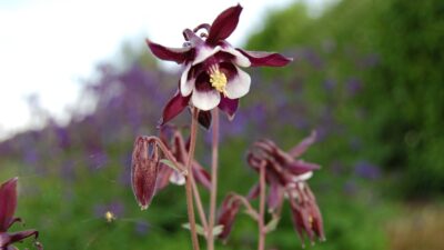 Aquilegia vulg. 'William Guiness'