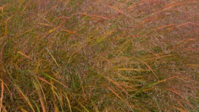 Panicum virgatum 'Squaw'