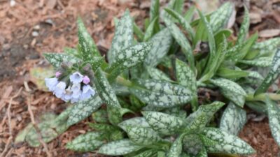 Pulmonaria saccharata 'Opal'