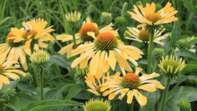 Echinacea purpurea 'Sunrise' ®