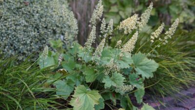Heuchera villosa var.  macrorrhiza