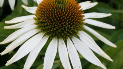 Echinacea purpurea 'Baby Swan White'