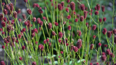 Sanguisorba officinalis 'Tanna'