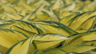 Hosta x tardiana 'June' ®