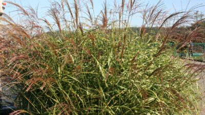Miscanthus sinensis 'Little Zebra' ®