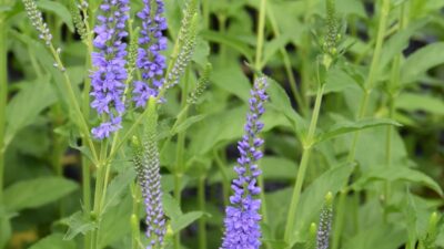 Veronica 'Blue Lagoon'