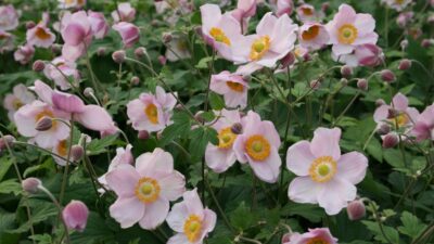 Anemone hupehensis 'Ouvertüre'