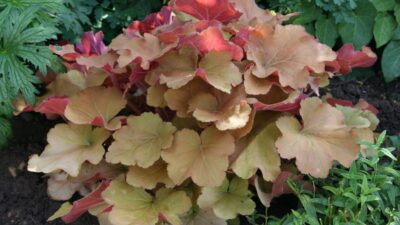 Heuchera villosa 'Caramel' ®