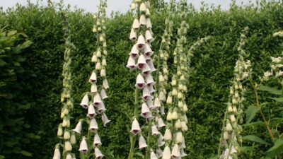 Digitalis purpurea 'Pam's Choice'
