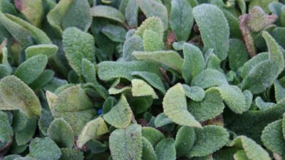 Stachys byzantina 'Silky Fleece'