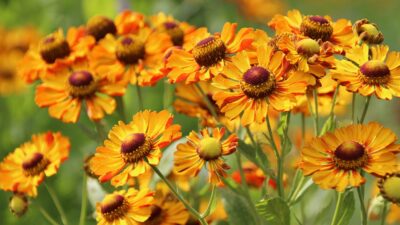 Helenium x cult. 'Rauchtopas'