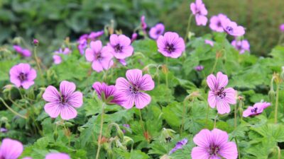 Geranium wallichianum 'Pink Penny' ®