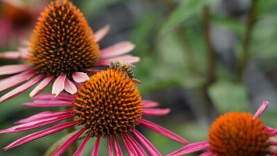Echinacea purpurea 'JS Pica Bella' ®