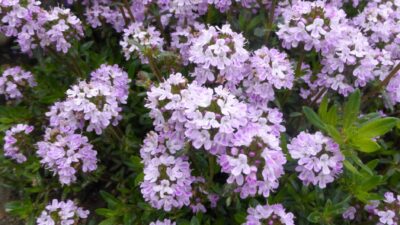 Thymus longicaulis ssp. odoratus