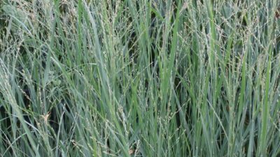 Panicum virgatum 'Prairie Sky'