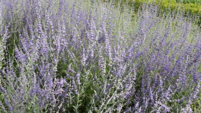 Perovskia atriplicifolia 'Little Spire' ®