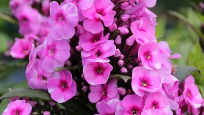 Phlox paniculata 'Fondant Fancy'
