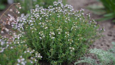 Thymus vulgaris 'Faustini'