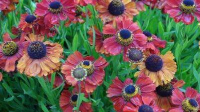 Helenium x cult. 'Red Army'