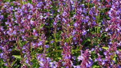 Nepeta grandiflora 'Blue Danube'