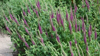 Teucrium hyrcanicum 'Paradise Delight'