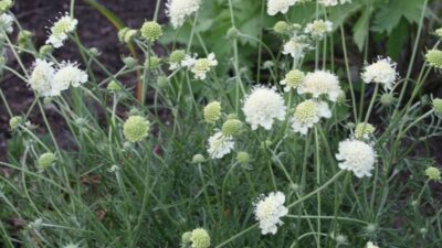 Scabiosa ochroleuca 'Moon Dance'