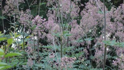 Thalictrum rochebr. 'Elin'