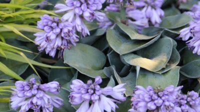 Hosta tokudama 'Blue Mouse Ears'