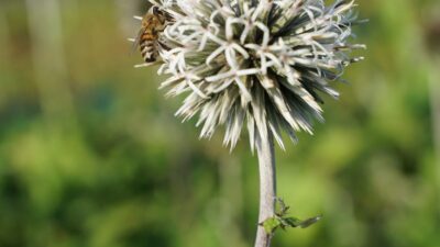 Echinops bannaticus 'Star Frost'