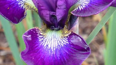 Iris sibirica 'Berlin Purple Wine'
