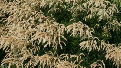 Aruncus aethusifolius 'Woldemar Meier'